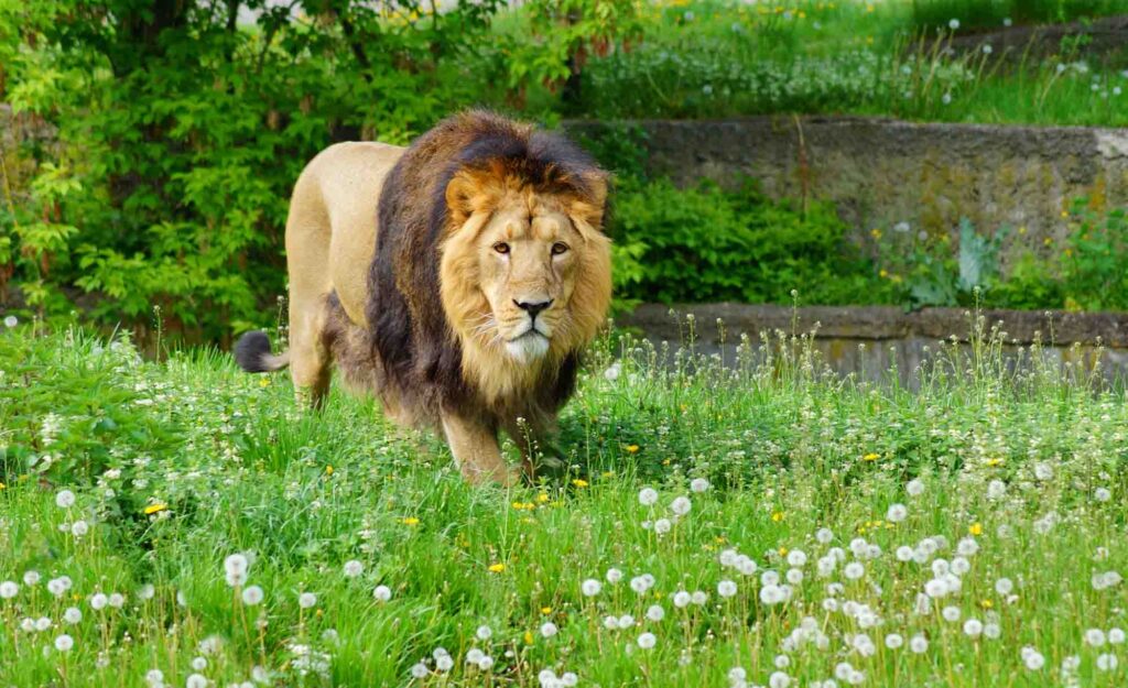 Asiatic lion walking on grass