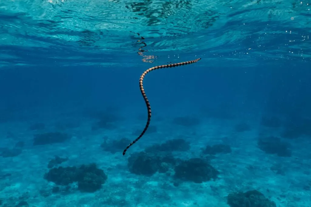 Belcher's sea snake ascends to the surface to breathe for air