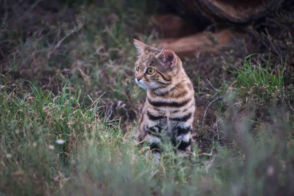 A timid black-footed cat staring nervously