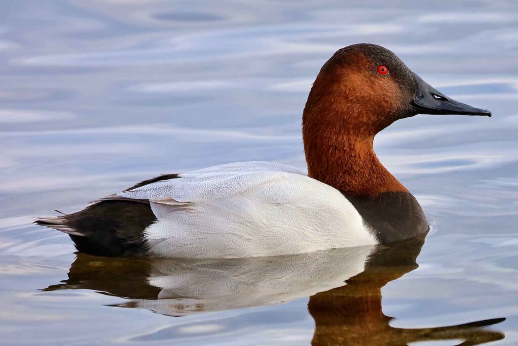 Canvasback duck swimming in lake