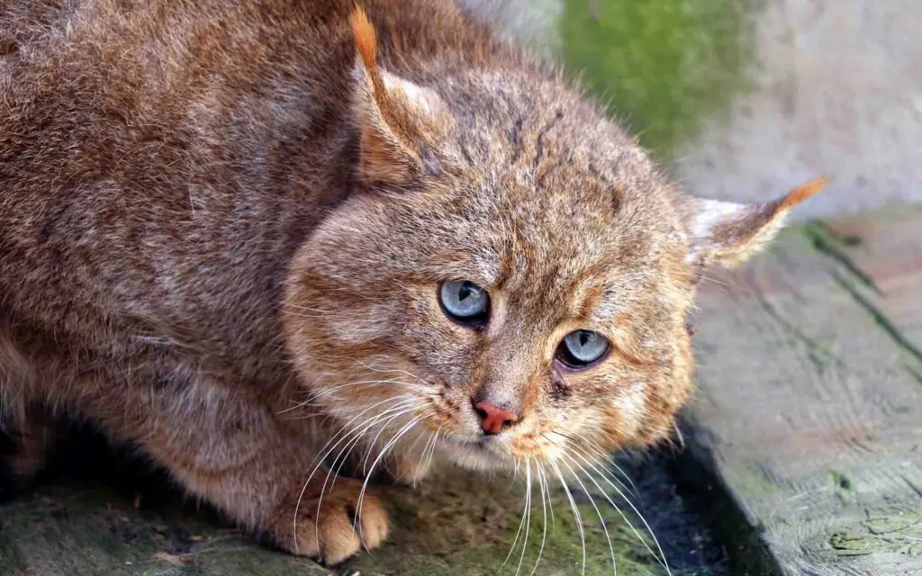 Closeup of Chinese Mountain cat