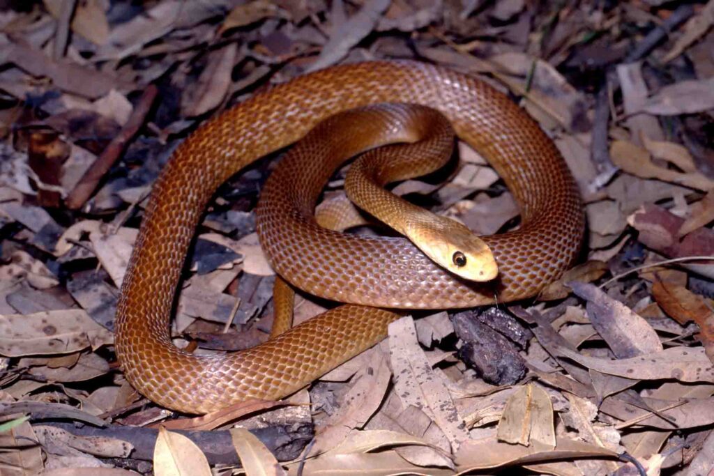 The Coastal Taipan is one of the deadliest snakes in the world!
