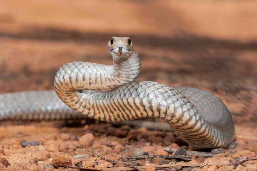 The Eastern Brown Snake is one of the most dangerous snakes in the world!