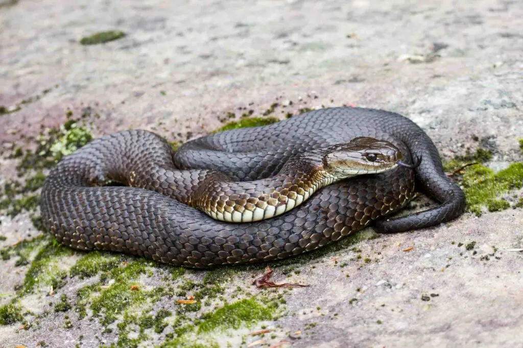 Tiger snake on the ground