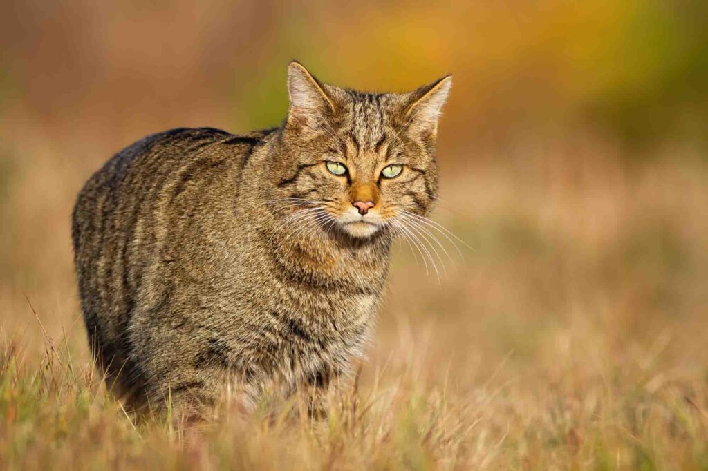 European wildcat, felis silvestris, walking on sunlit meadow in autumn nature