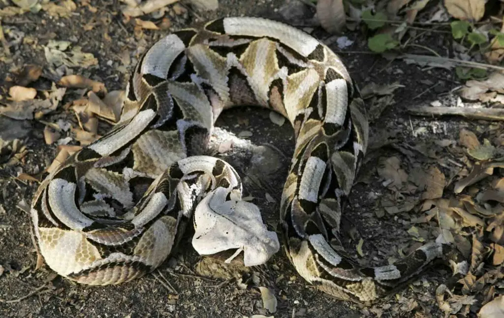Gaboon Viper is a snake native to Africa