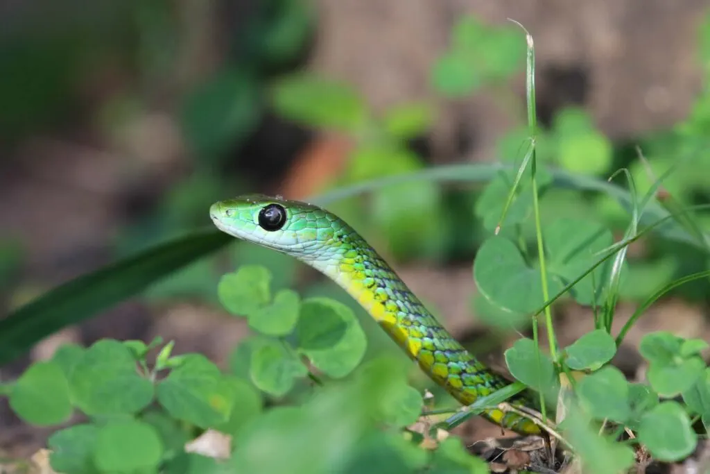 Natal green snake moving through small green grass