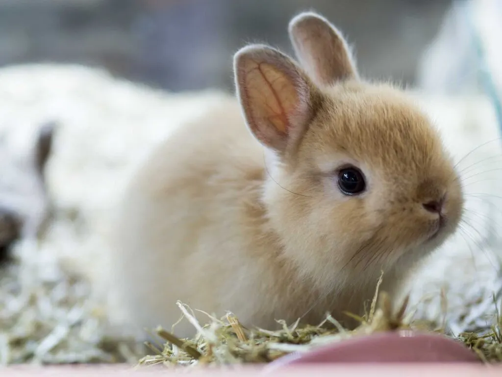 Netherland dwarf rabbit closeup