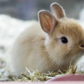 Netherland dwarf rabbit closeup