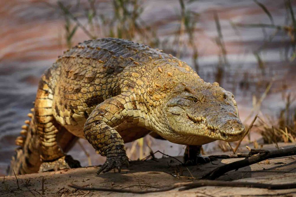 Nile Crocodile walking out of river