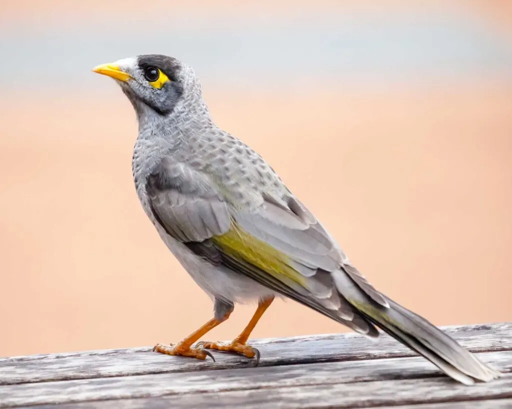 Noisy Miner bird (Manorina melanocephala) standing on a wooden public picnic table