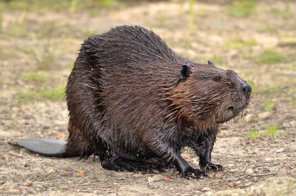 North American Beaver (Castor canadensis) on ground