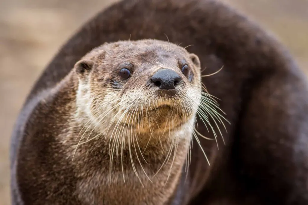 North American River Otter (Lontra canadensis) closeup