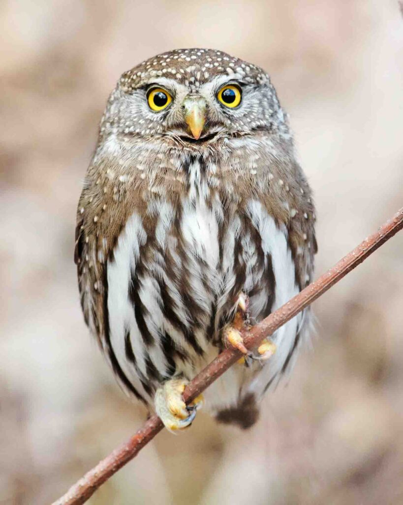 Northern Pygmy Owl looking for prey