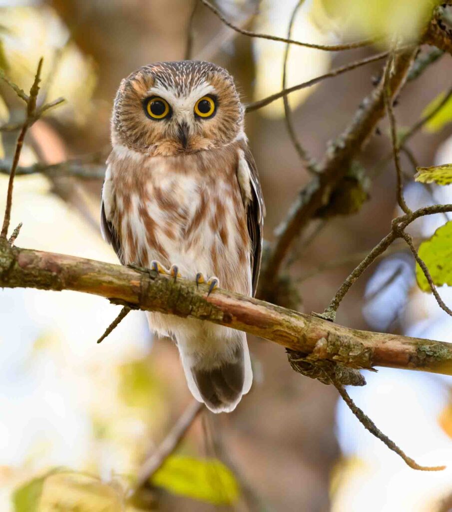 Northern Saw-whet Owl Sitting on Tree Branch in Fall