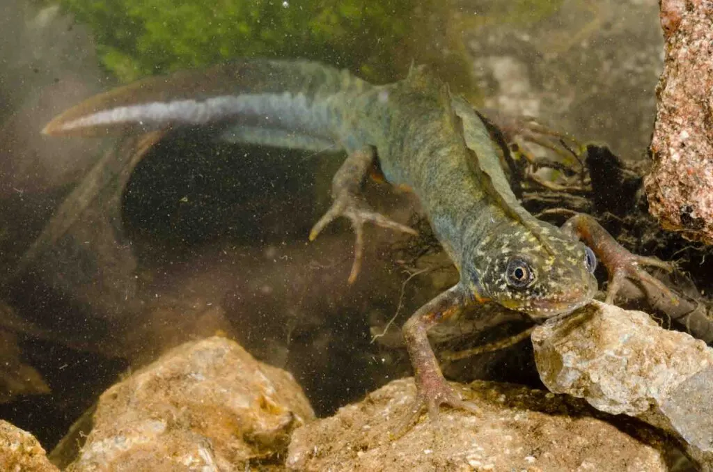 Northern crested newt (Triturus cristatus) swims in the water
