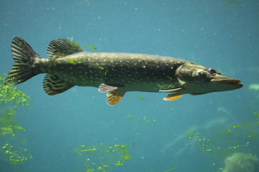 Northern pike fish (Esox lucius) swimming