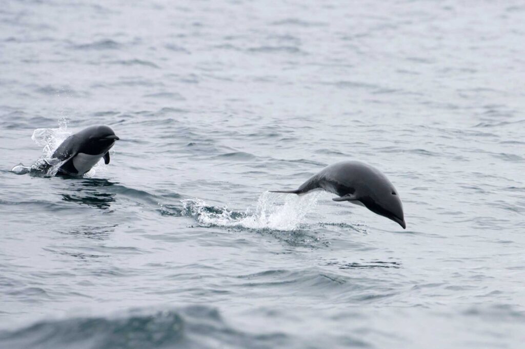 Jumping Northern right-whale dolphins