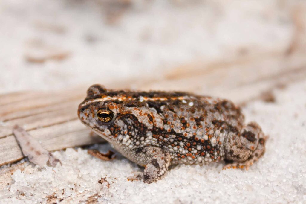Oak toad on white sand
