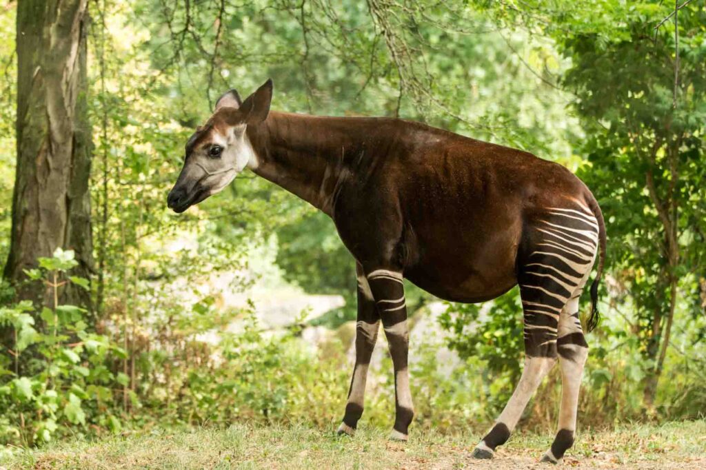 Okapi in forest