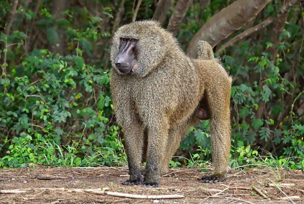 Olive baboon monkey portrait