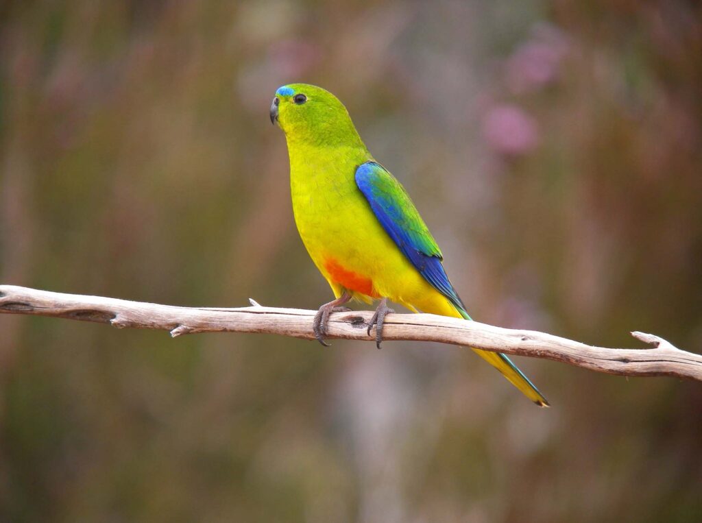 Orange-bellied Parrot perched on branch