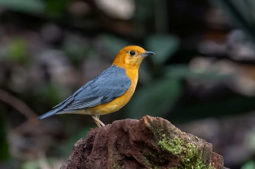 Orange-headed Thrush bird looking for food