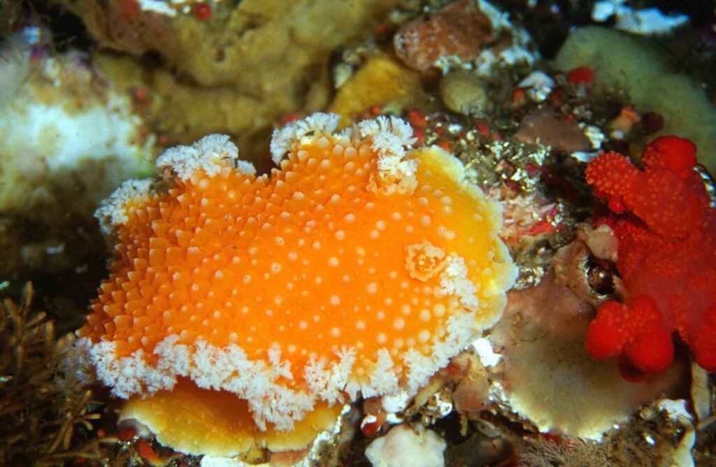 Orange peel doris nudibranch