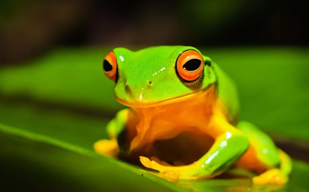 Orange-thighed frog closeup
