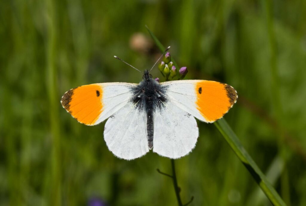 Orange tip butterfly on vegetation