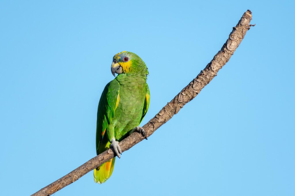 Orange-winged Amazon parrot perches alone on a branch