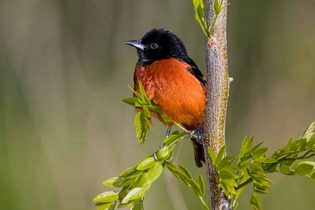 Orchard Oriole Perched On Branch