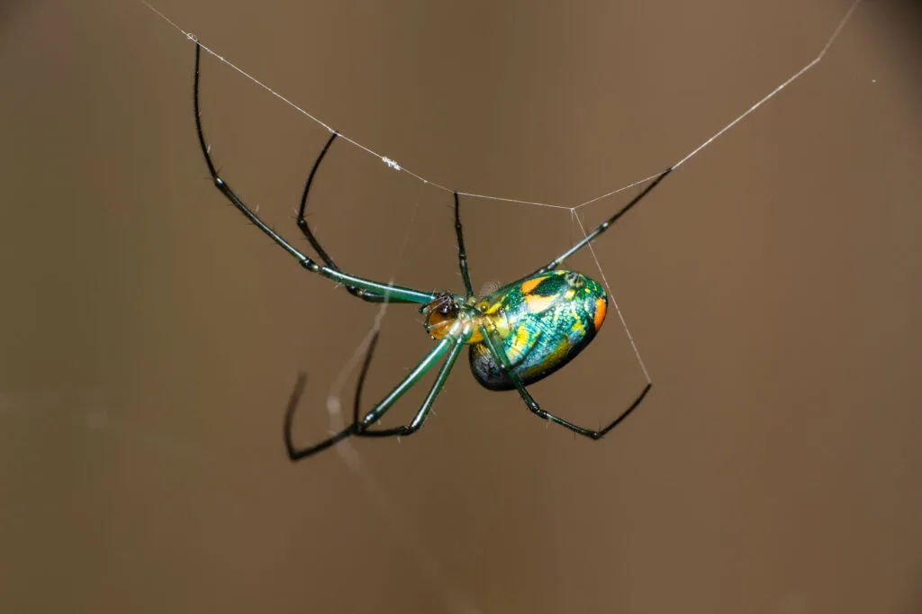 Orchard Spider on Thin Web Line