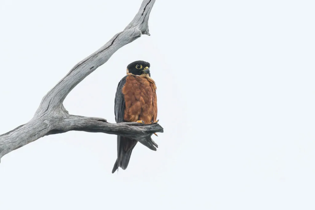 Oriental Hobby Falcon on a tree