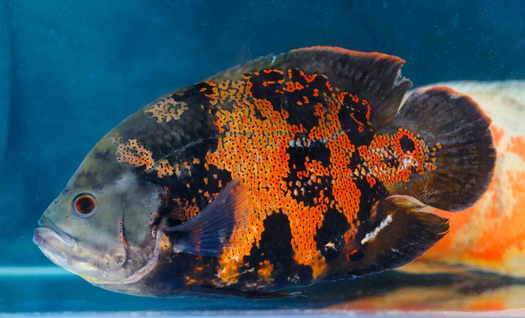 Oscar fish in water