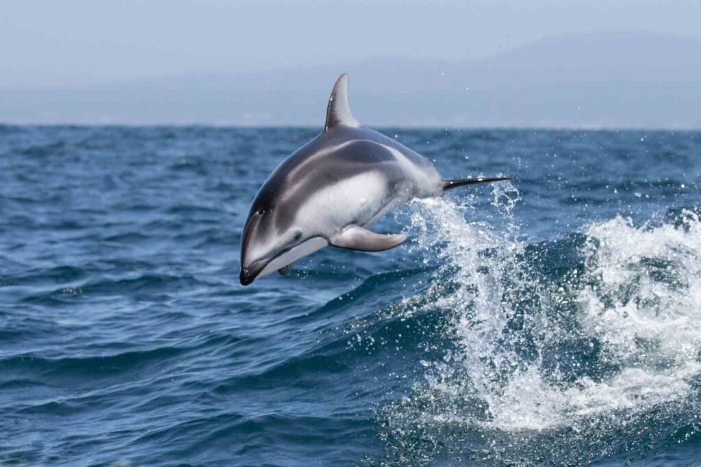 Pacific white-sided dolphin (Lagenorhynchus obliquidens) jumping in the sea