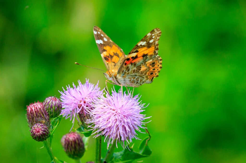 Painted Lady butterfly (vanessa cardu) feeding nectar from a purple thistle
