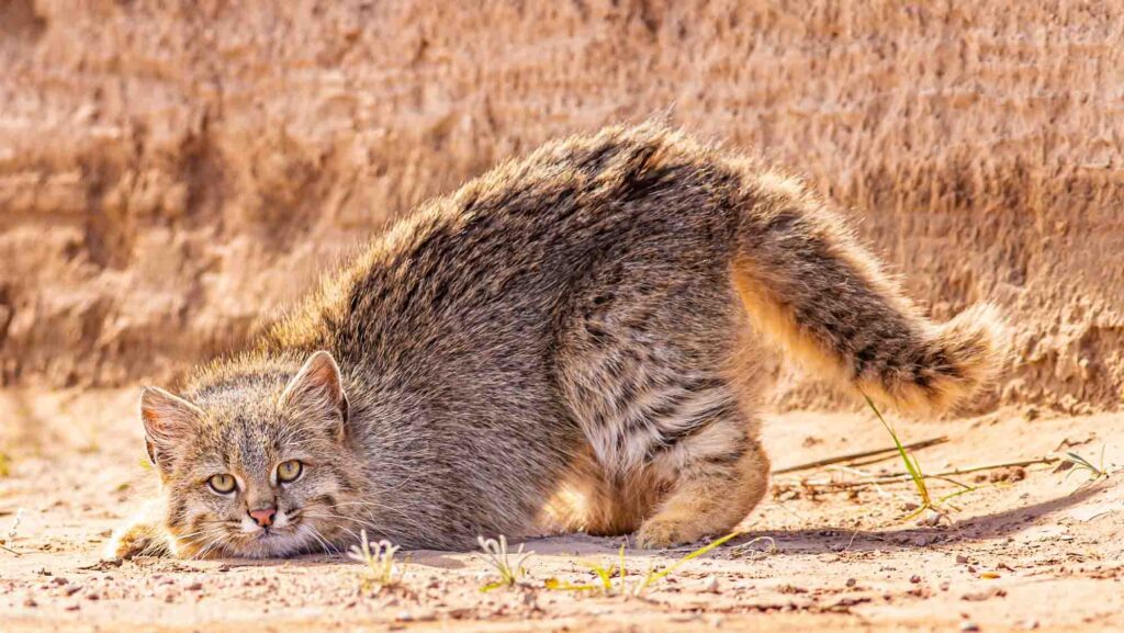 Pampas cat on an abandoned road