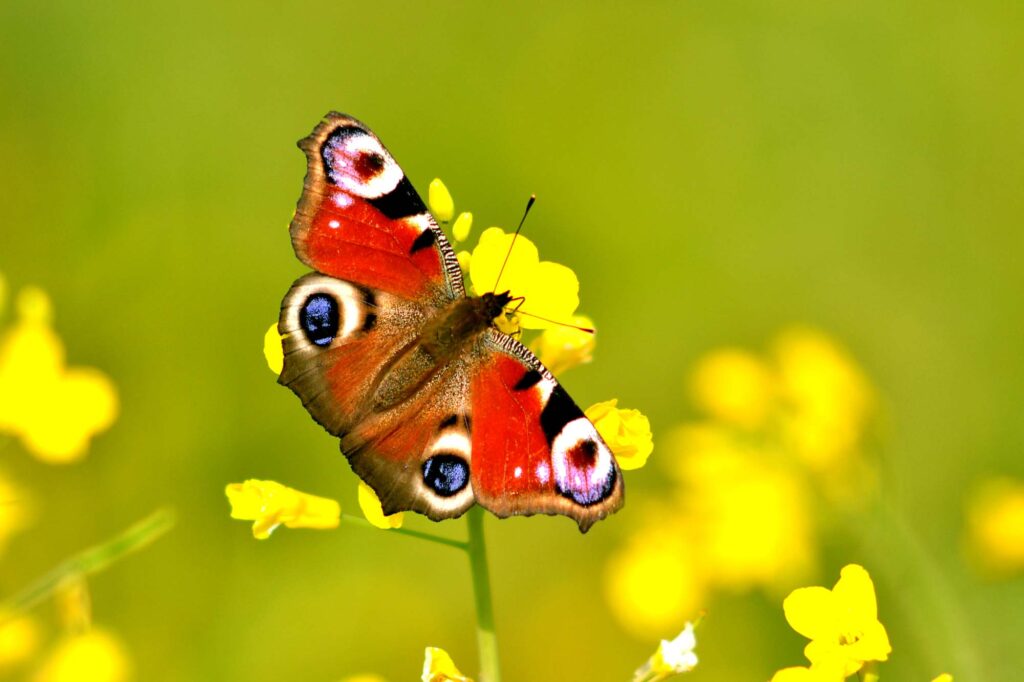 Peacock Eye butterfly (Aglais io) sits on a yellow flower
