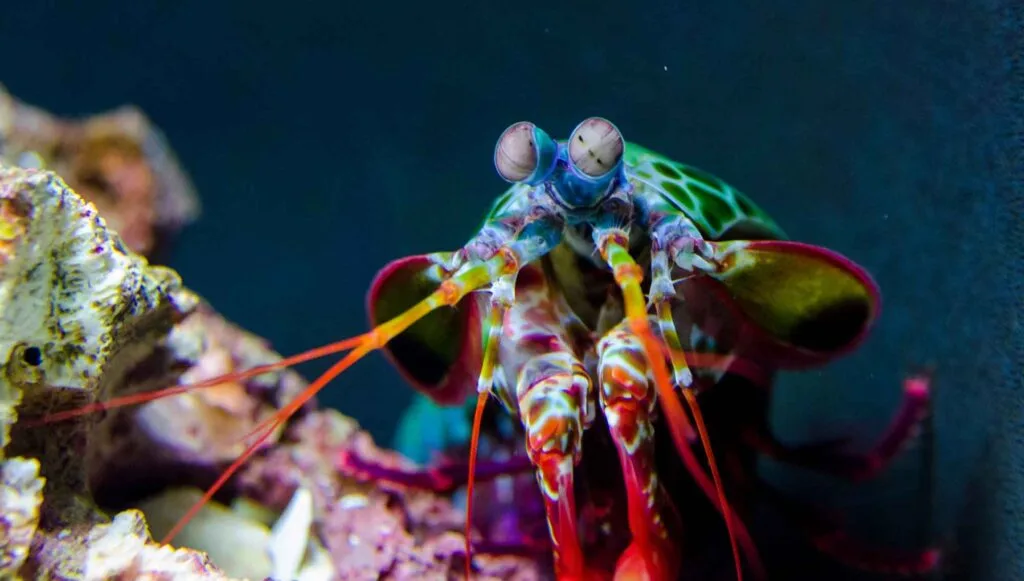 Peacock Mantis Shrimp in water