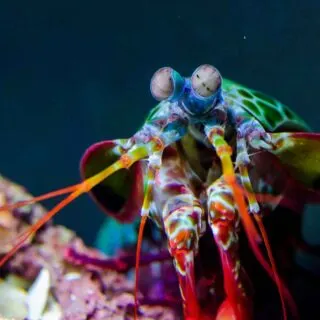 Peacock Mantis Shrimp in water