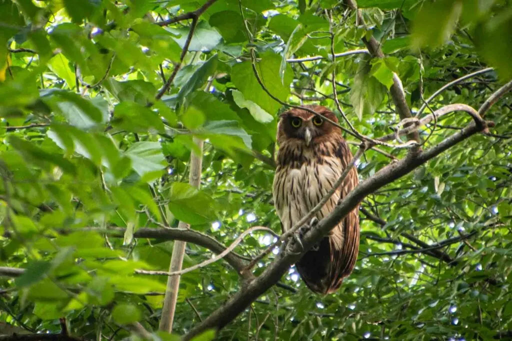 Philippine eagle-owl perched on a branch