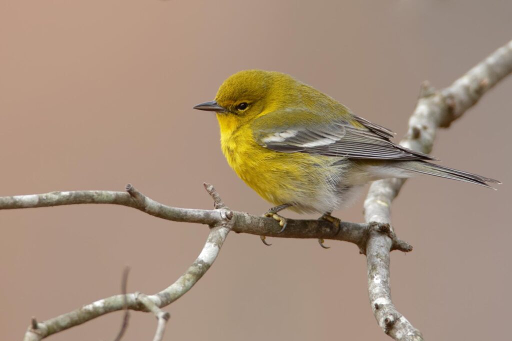 Pine Warbler on a branch