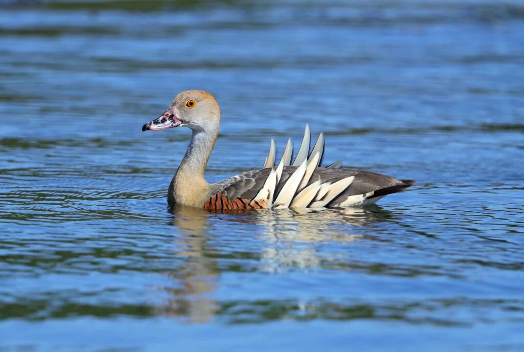 Plumed Whistling Duck (Dendrocygna eytoni) swimming on a lake