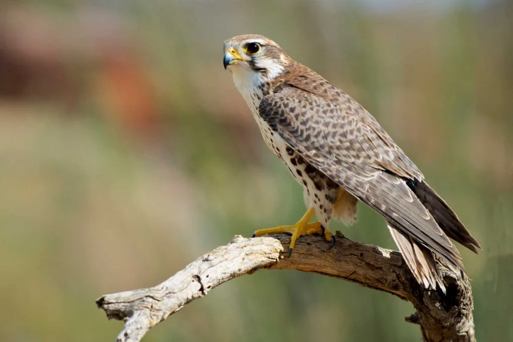 Prairie Falcon (Falco mexicanus) on a branch