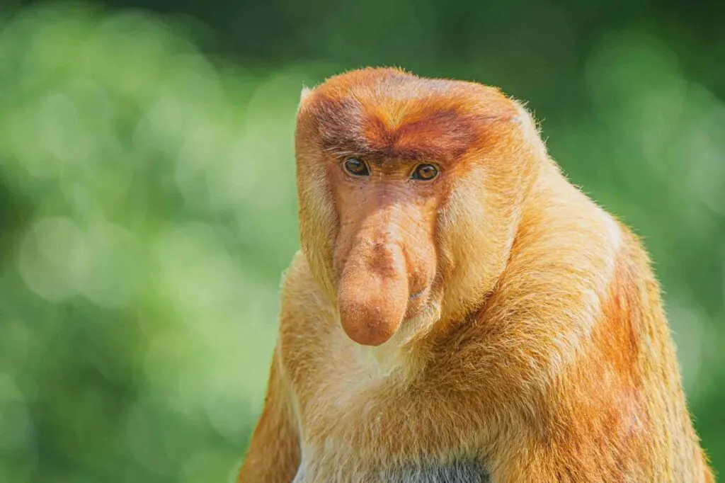 Proboscis Monkey (Nasalis larvatus) in the jungles of Borneo