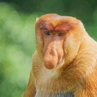 Proboscis Monkey (Nasalis larvatus) in the jungles of Borneo