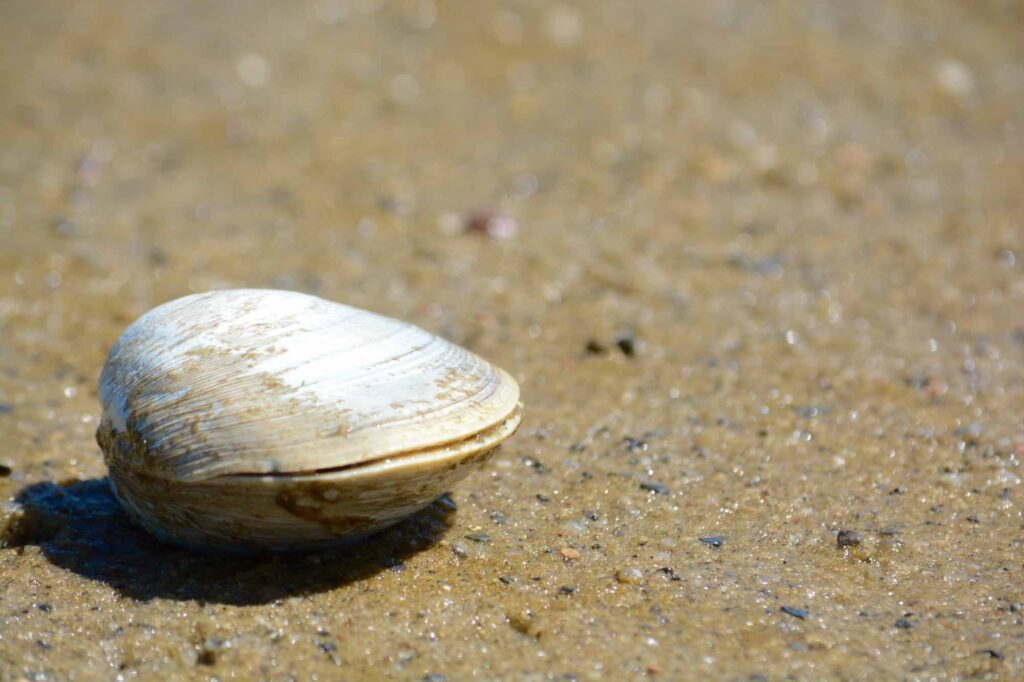 Quahog clam at low tide on the beach