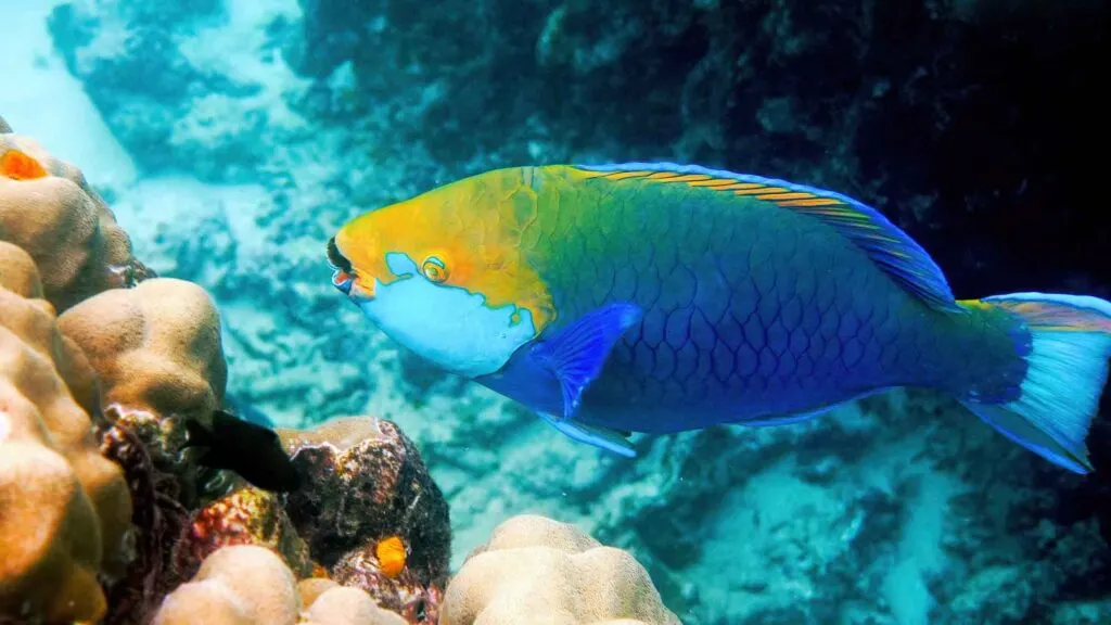 Underwater photo of Queen parrotfish swimming among coral reef