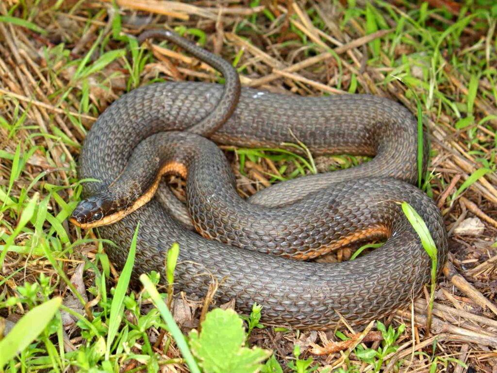 Queen Snake (Regina septemvittata) in llinois